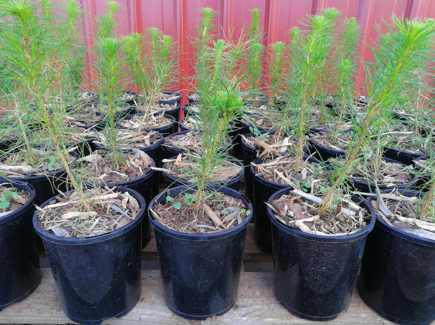 Potted Christmas trees in Melbourne