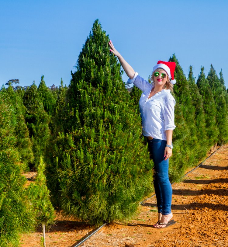 Premium Christmas tree 7Ft (2.13M)