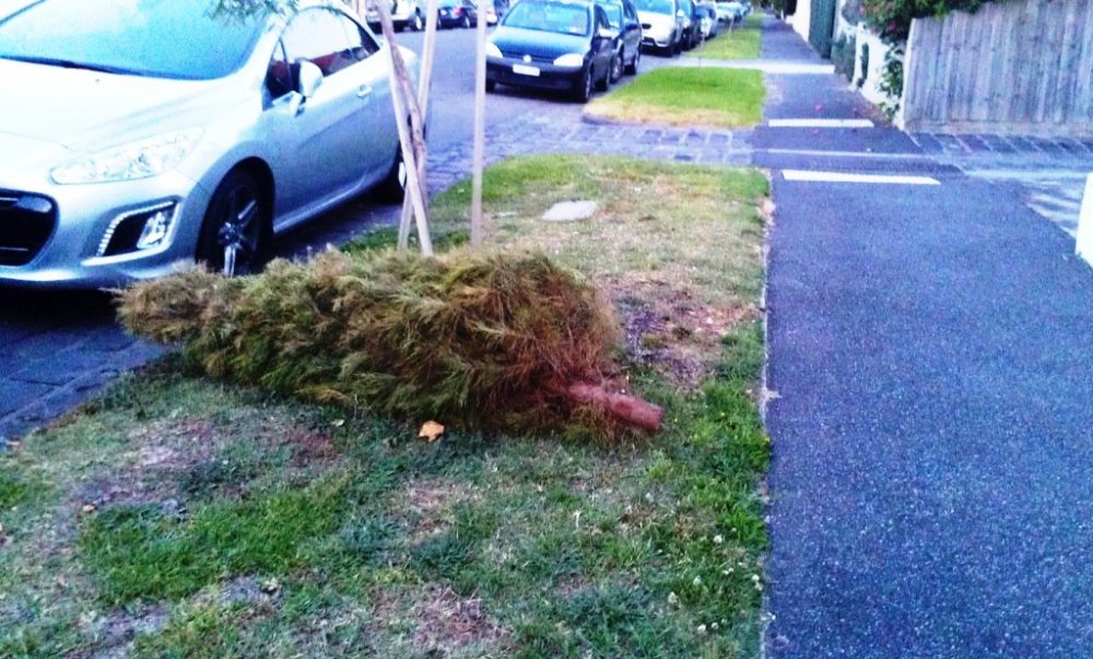Christmas tree collection service
