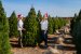 Premium Christmas tree 6Ft (1.83M)